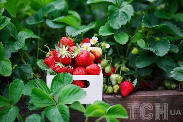 Полуниця / © Credits