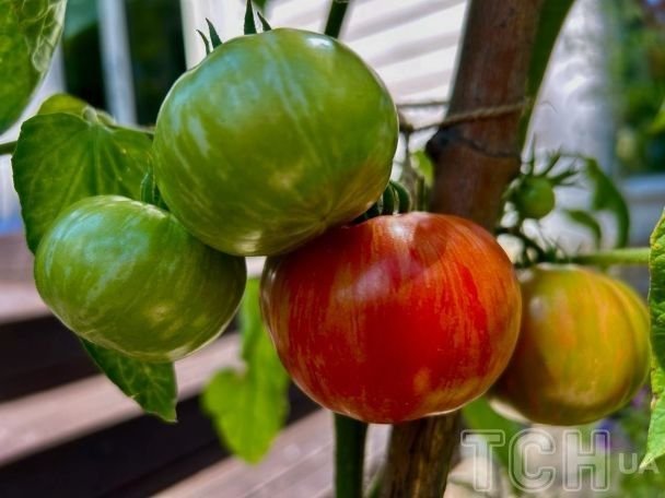 Помідори / © lady.tsn.ua